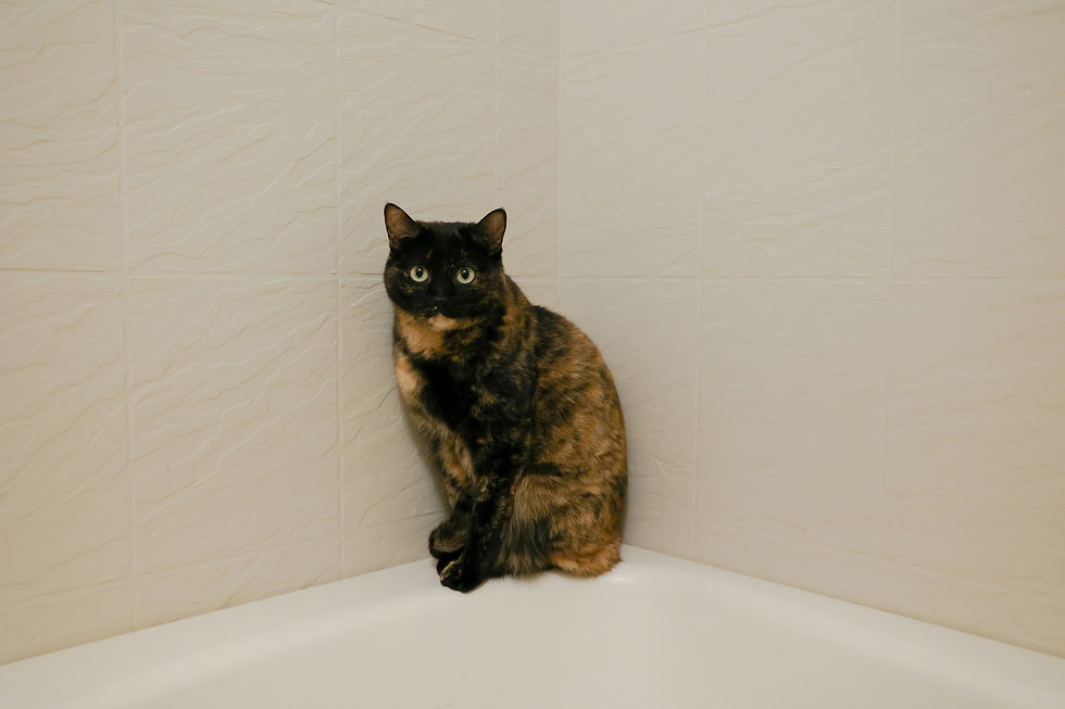 Why Does My Cat Follow Me to the Bathroom