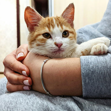 How to Get Your Cat to Let You Pick Her Up