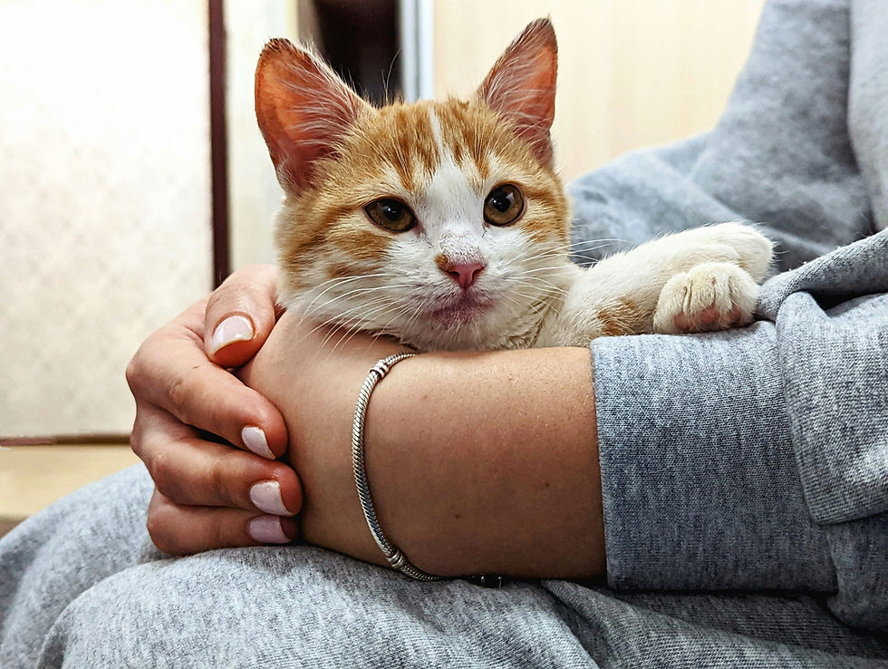 How to Get Your Cat to Let You Pick Her Up