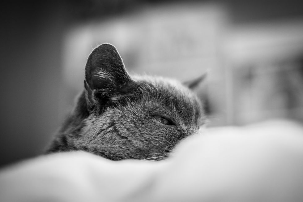 https://thecloudmeow.mykajabi.com/15-Minutes-to-a-Well-Bonded-Cat