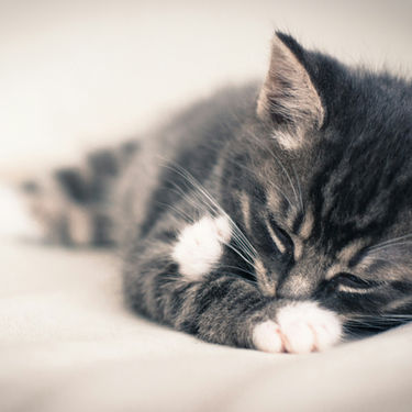 How to Help a Constipated Kitten at Home: The Gentle Guide