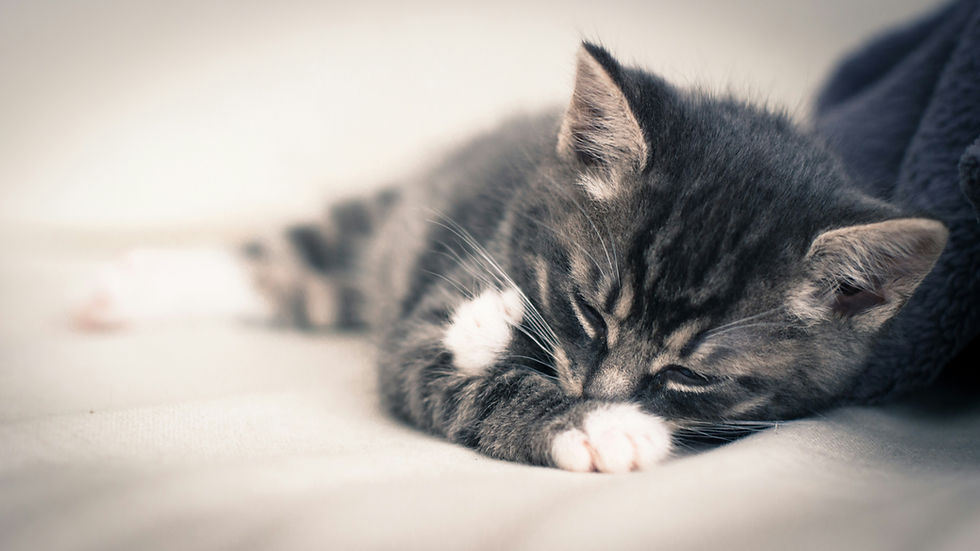 How to Help a Constipated Kitten at Home