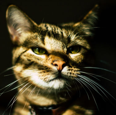 How to Discipline a Cat Without Hitting