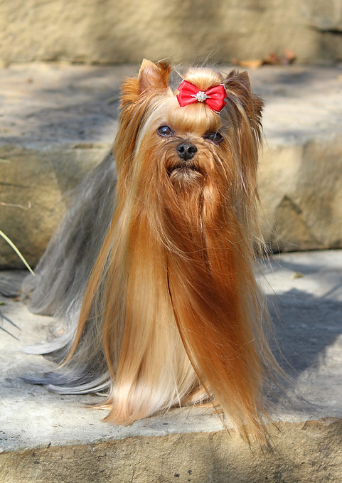 GCHB CH NuNu Nanoy Nove Kasio Beautiful Yorkie In full coat