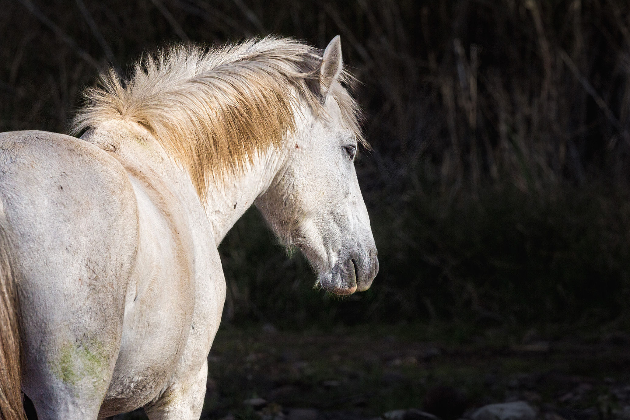 Desert's Luminous Equine