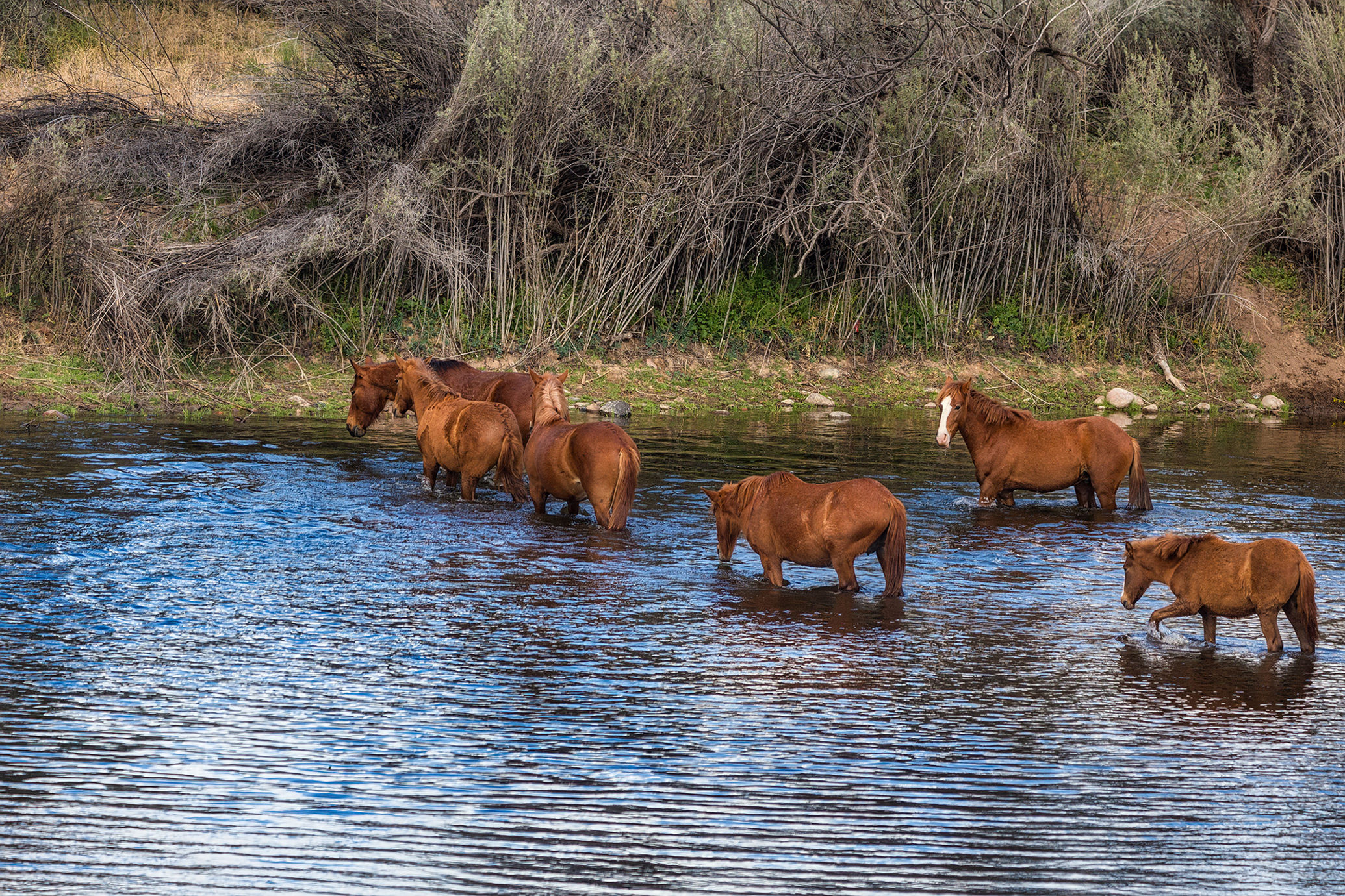Desert Oasis: A Stallion's Duty
