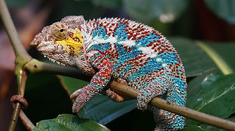 animals-1060608_1920.jpg