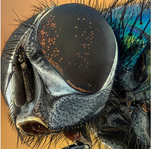 Insect.jpg