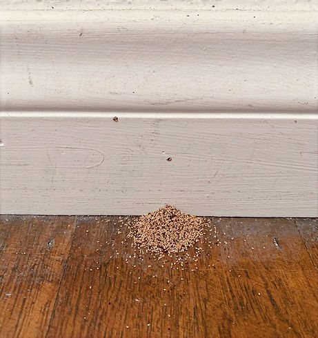 termite frass_edited.jpg