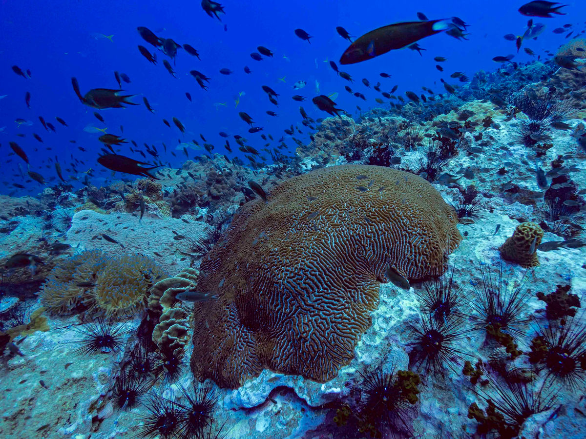 Koh Tao photograph 9