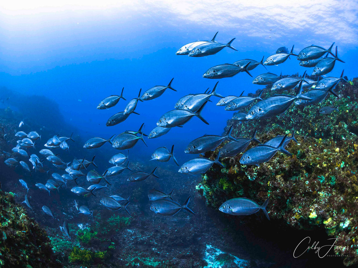 Lionfish Dive Charters photograph 3