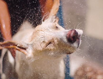 Dog Portrait