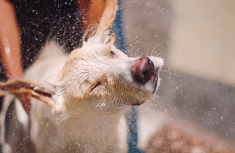 Special accommodation dog grooming