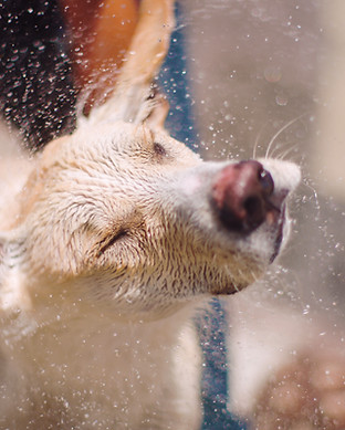 Dog Portrait