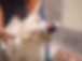 Dog Portrait