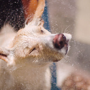Como cuidar a nuestras mascotas del frío y la lluvia