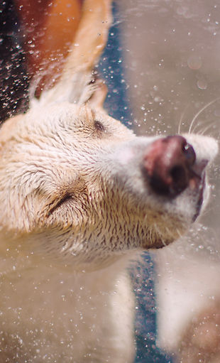 Dog Bathing Moment