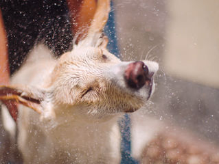Heat Stroke - What should I do?