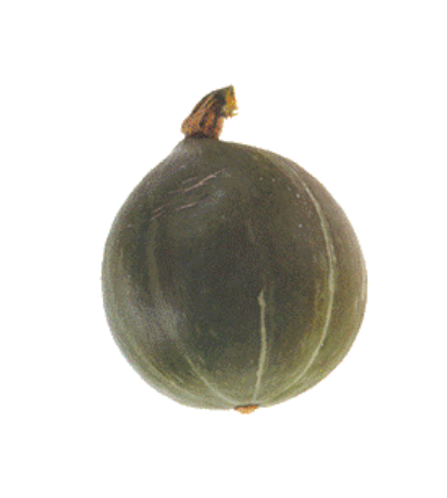 Courge Olive