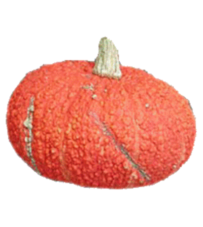 Rote Warze