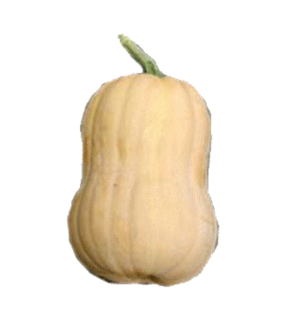 Butternut Matilda