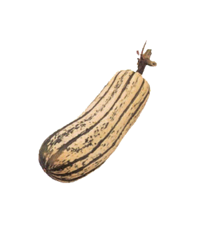 Delicata