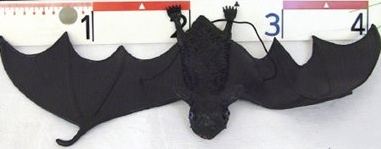 Chauve souris 4.50 Fr.