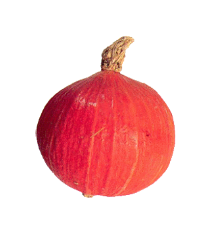 Uchiki Kuri