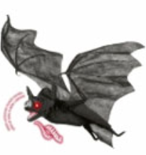 Chauve souris 48 Fr.