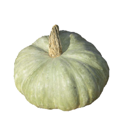 Potiron du Chili