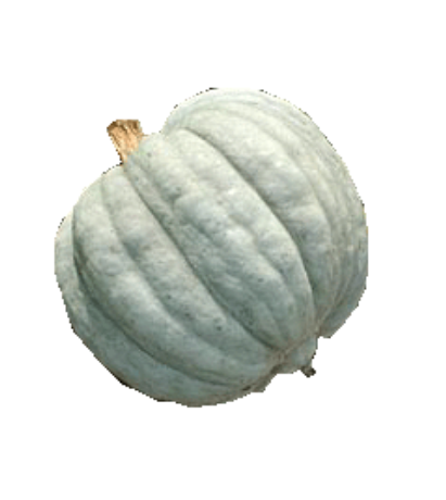 Cirula Pataka
