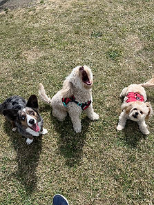 Dog walking service in Reading with Starks and Barks