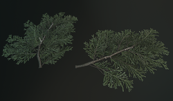 Larger Branches Baked to a Plane