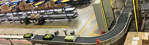 Conveying and sorting system handling crates and cartons in fresh produce packhouse