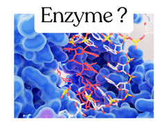 เอนไซม์ (Enzyme) 