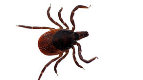 Say So Long to Summer Pests
