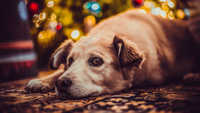 The Hefty Price of Holiday Cheer