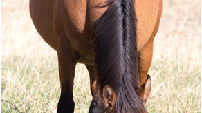 Healing Hands for Pets