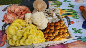 Fun Guy Farm Fresh Mushrooms and How to Cook Them