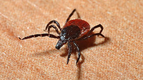 Lyme Disease