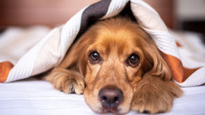 Importance of Grooming Your Dog