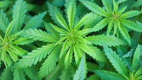 Cannabinol for Better Sleep