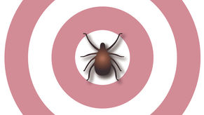 Bullseye: Help for Those with Lyme Disease
