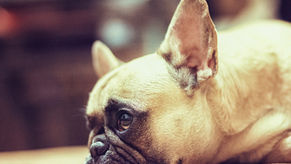 How Dogs React to End of Summer Schedule Changes