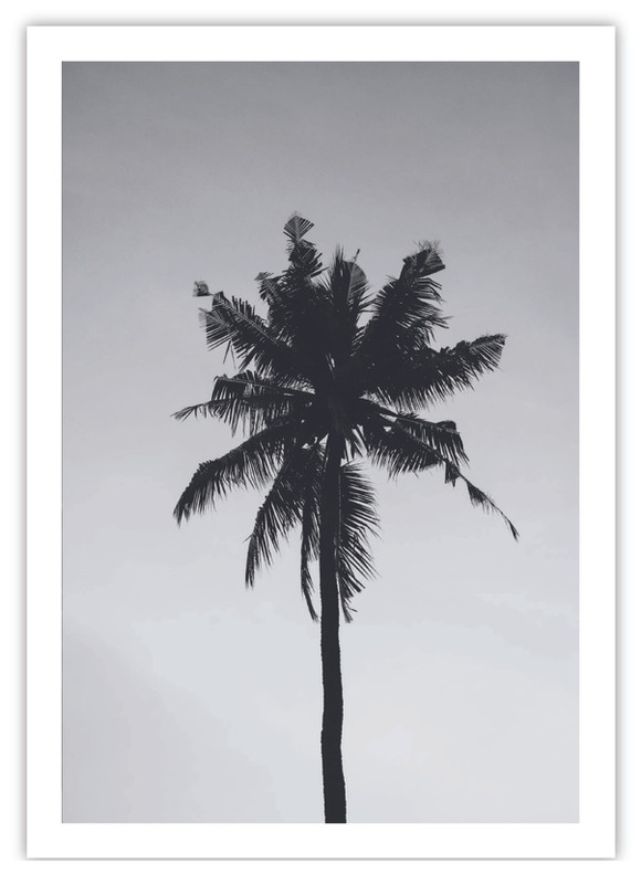 Palm Tree B & W