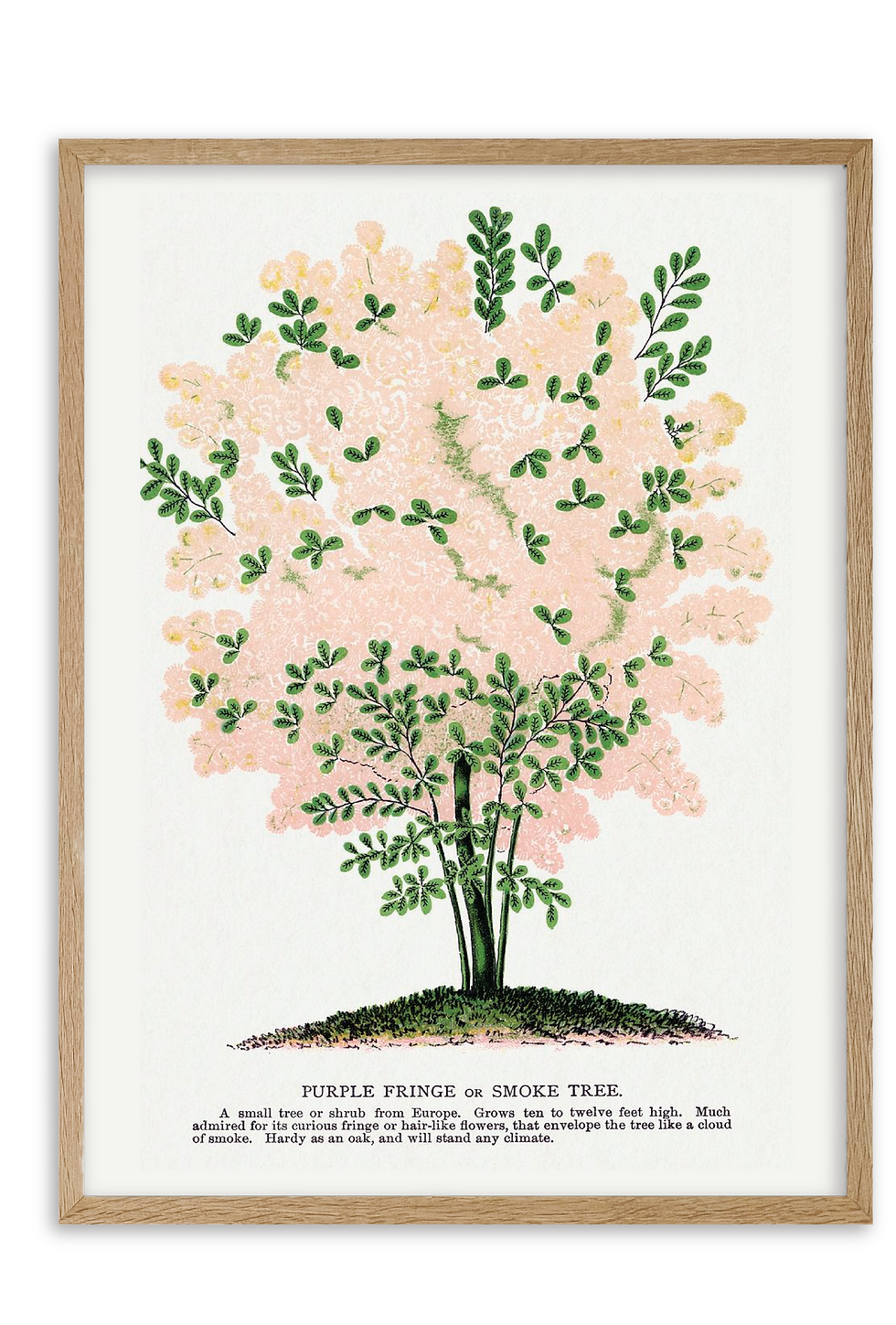 Thumbnail: Purple Fringe Tree