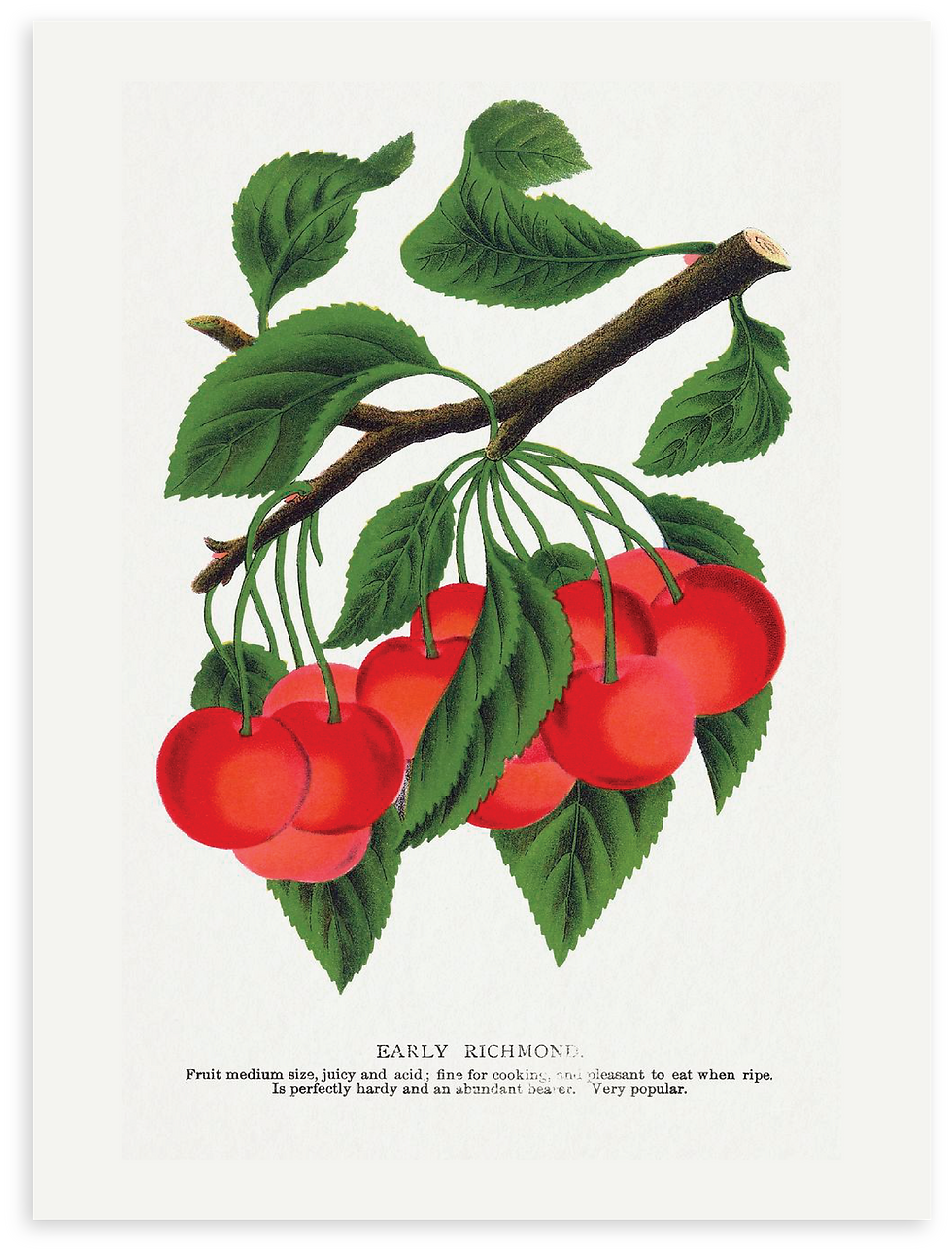 תמונה ממוזערת: Cherry Lithograph
