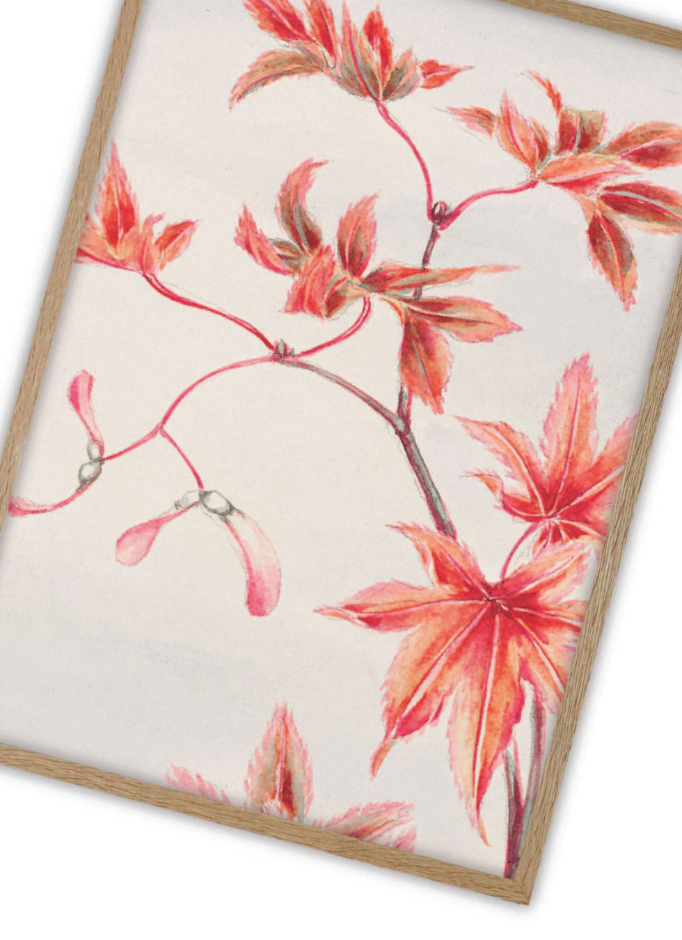 Thumbnail: Branch of Momiji