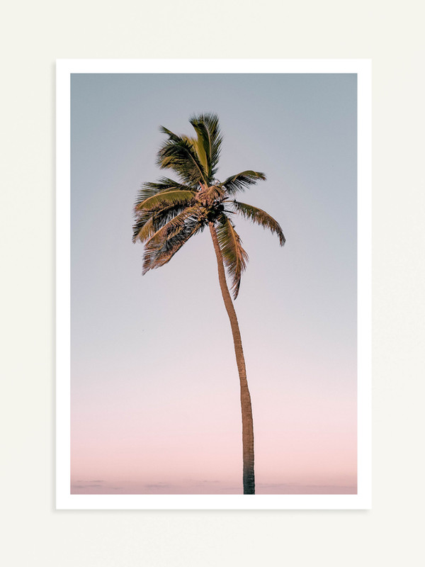 Palm Tree Sunset