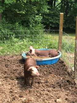 PIGS1